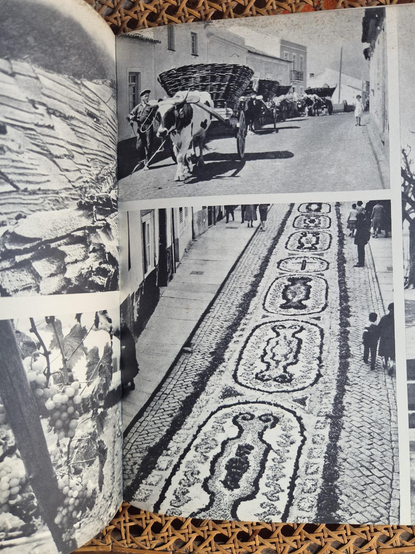 Portugal Terra de Vinho - 1963 – Mascarenhas Barreto e Carlos Branco - Dedicatória e Edição Trilingue - Image 5