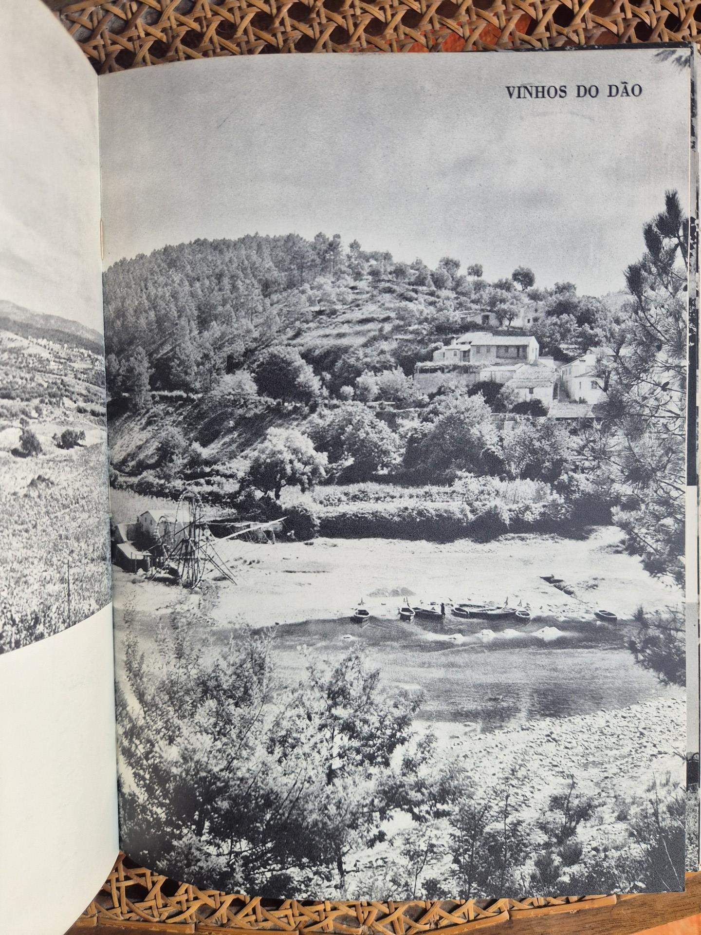 Portugal Terra de Vinho - 1963 – Mascarenhas Barreto e Carlos Branco - Dedicatória e Edição Trilingue - Image 7